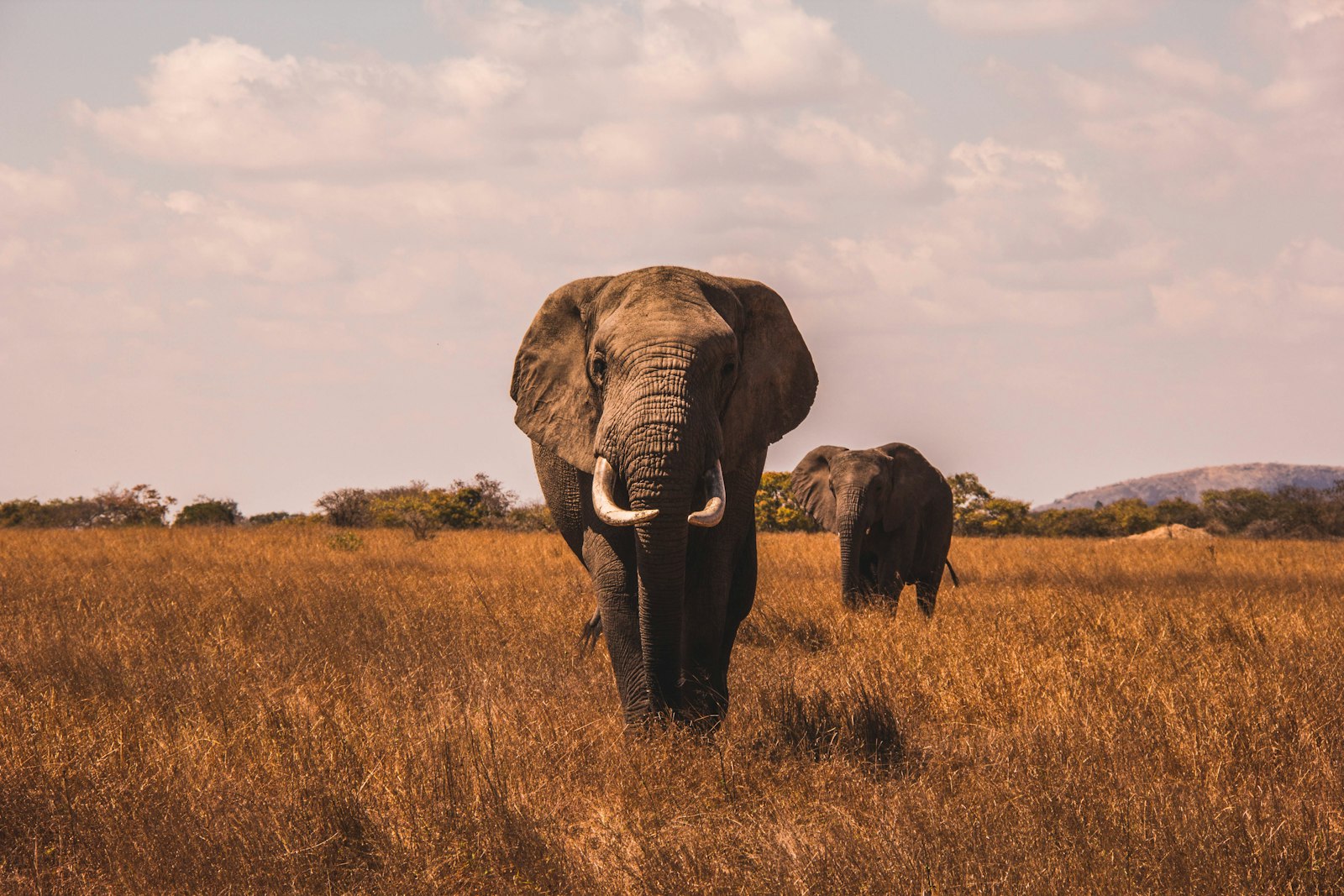 Chobe River Days