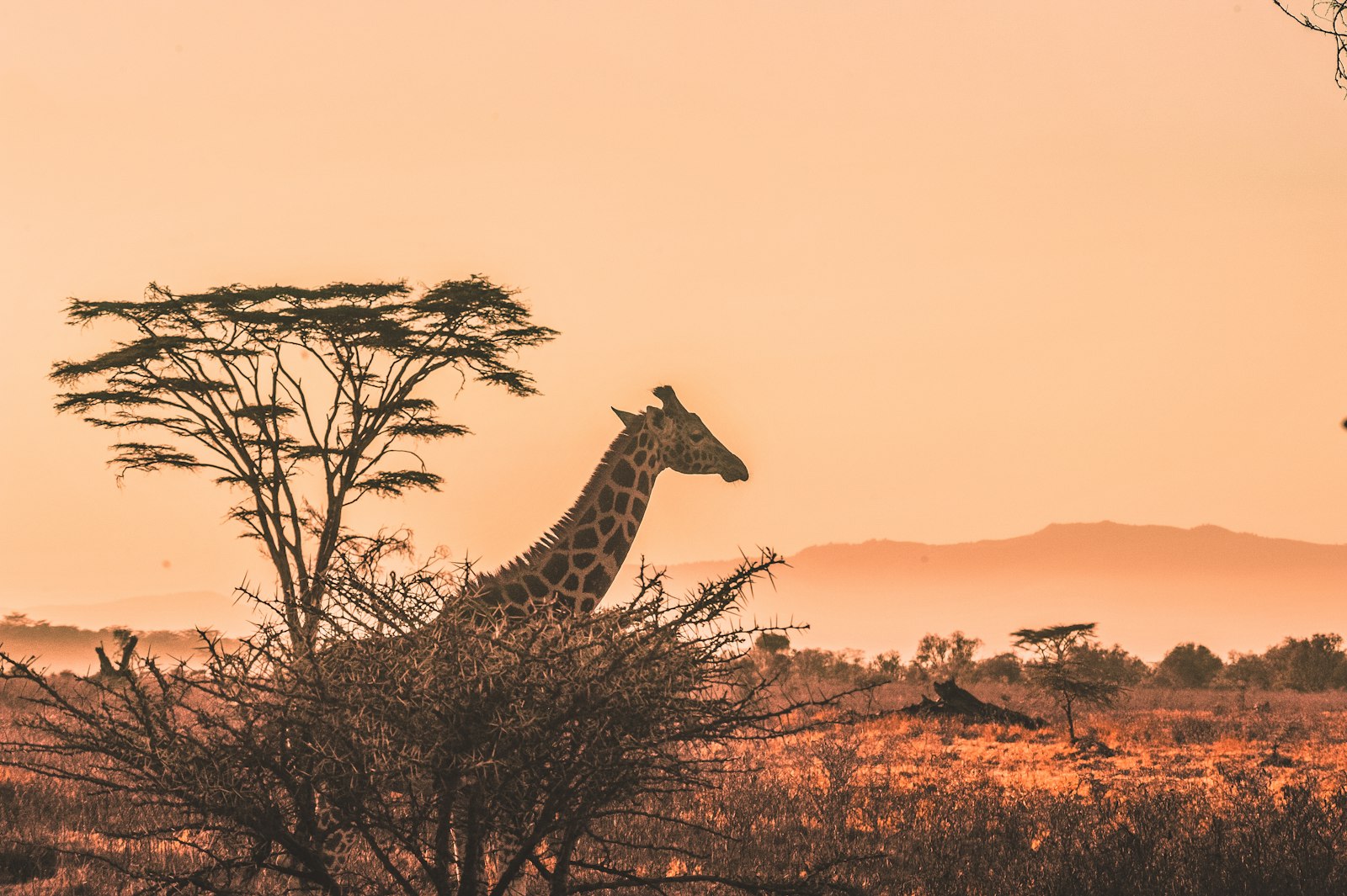 Why a Walking Safari Changes Everything