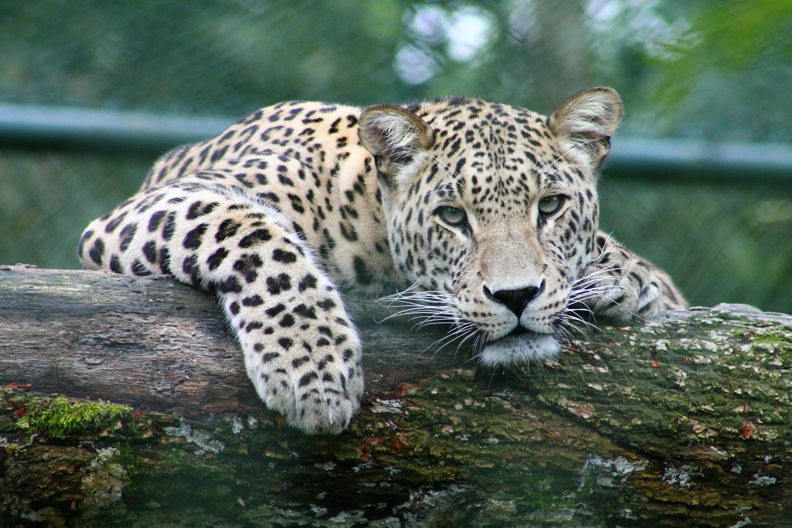 Luangwa on Foot